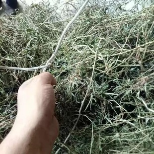 猪牙草 竹节草 蚂蚁草 扁竹 干货500g 天然青草萹蓄 包邮 干扁蓄草