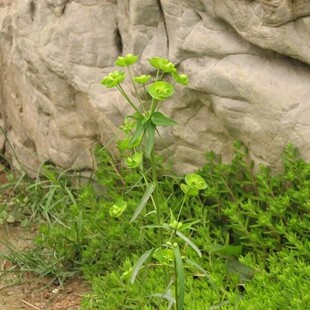 新鲜乳浆大戟细叶猫眼草 烂疤眼 乳浆草全草带根500g包邮