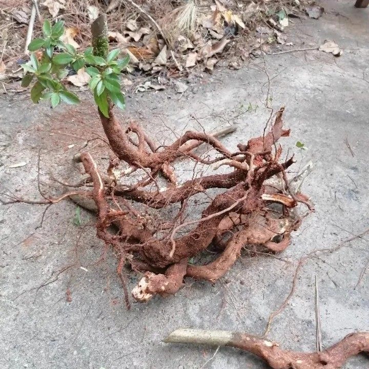 新鲜天然红杜鹃根 杜鹃花根 红杜鹃树根 映山红根 500g包邮