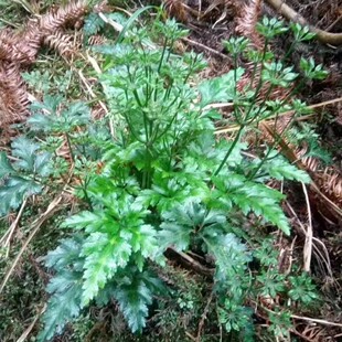 新鲜黄连 活黄莲 黄连种苗 川黄莲 黄连苗 鸡爪黄连 整颗带根500g