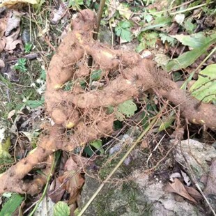 新鲜穿山龙 穿地龙 龙骨七 川地龙 地龙骨 野山药 薯蓣500g包邮