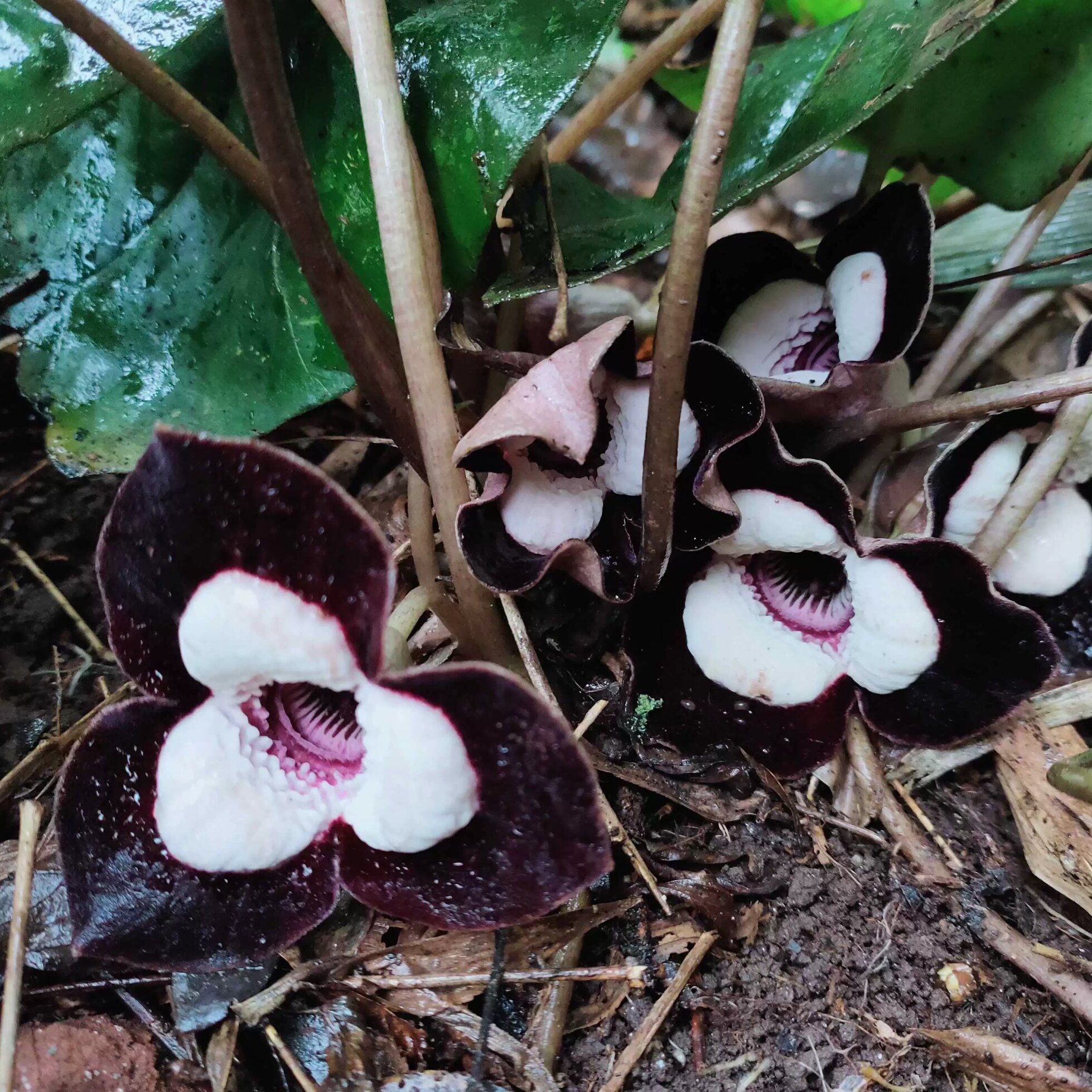 新鲜大花细辛 大叶马蹄香 杜衡 熊猫细辛 全草一株