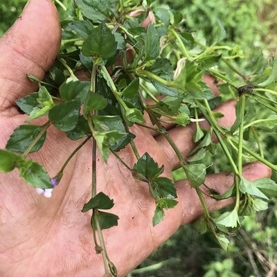 新鲜定经草 田蟹目草 四方草 小号蛇针草 长蒴母草 长果母草 500g