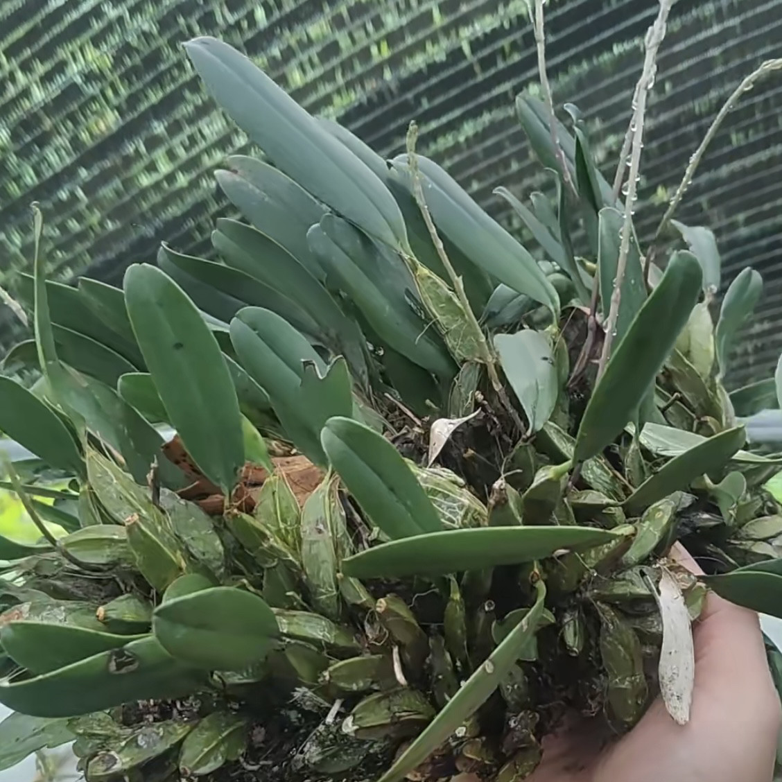 新鲜大龟背石斛 观赏石斛 盆栽石斛全草带根500g包邮