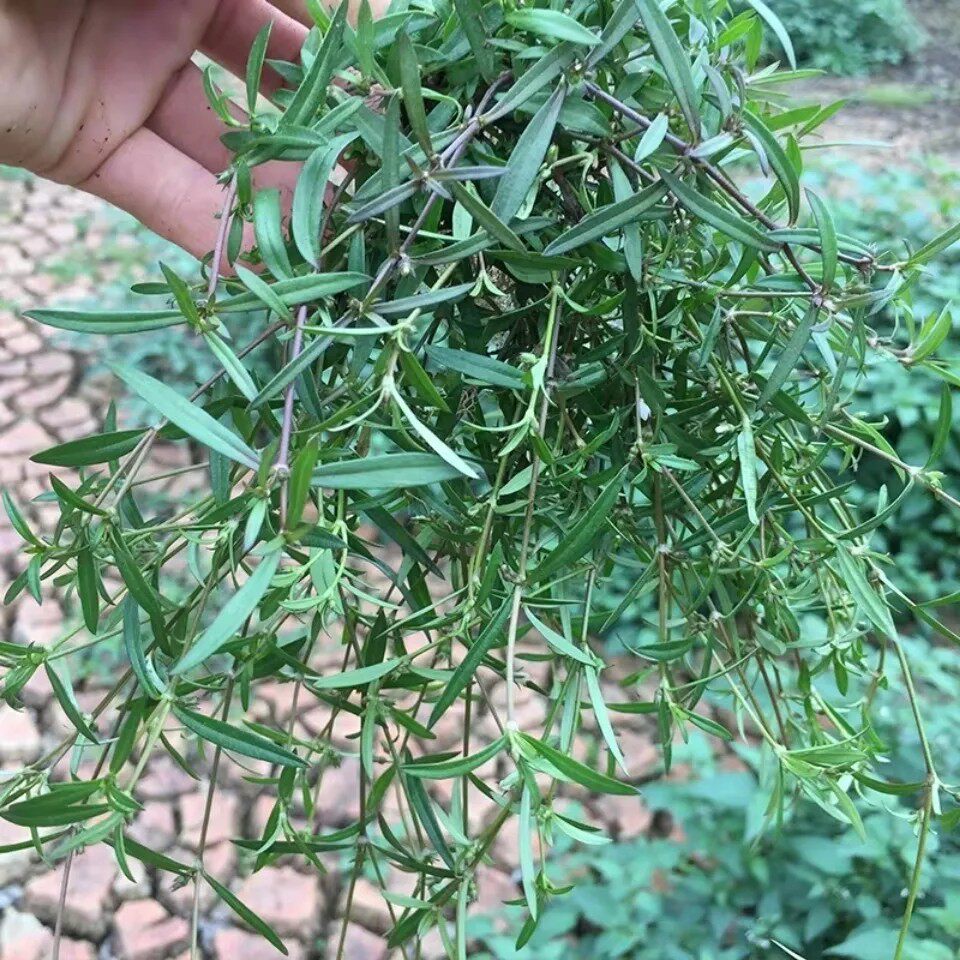 新鲜正品天然鲜活湿白花蛇舌草 现采生百花蛇舌草 蛇利草全草500g