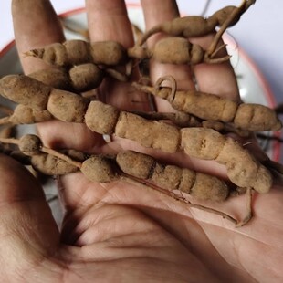 新鲜鸡筋参 黄鸡胖 黄脚鸡 黄鸡郎 长叶数珠根纯根干货500g