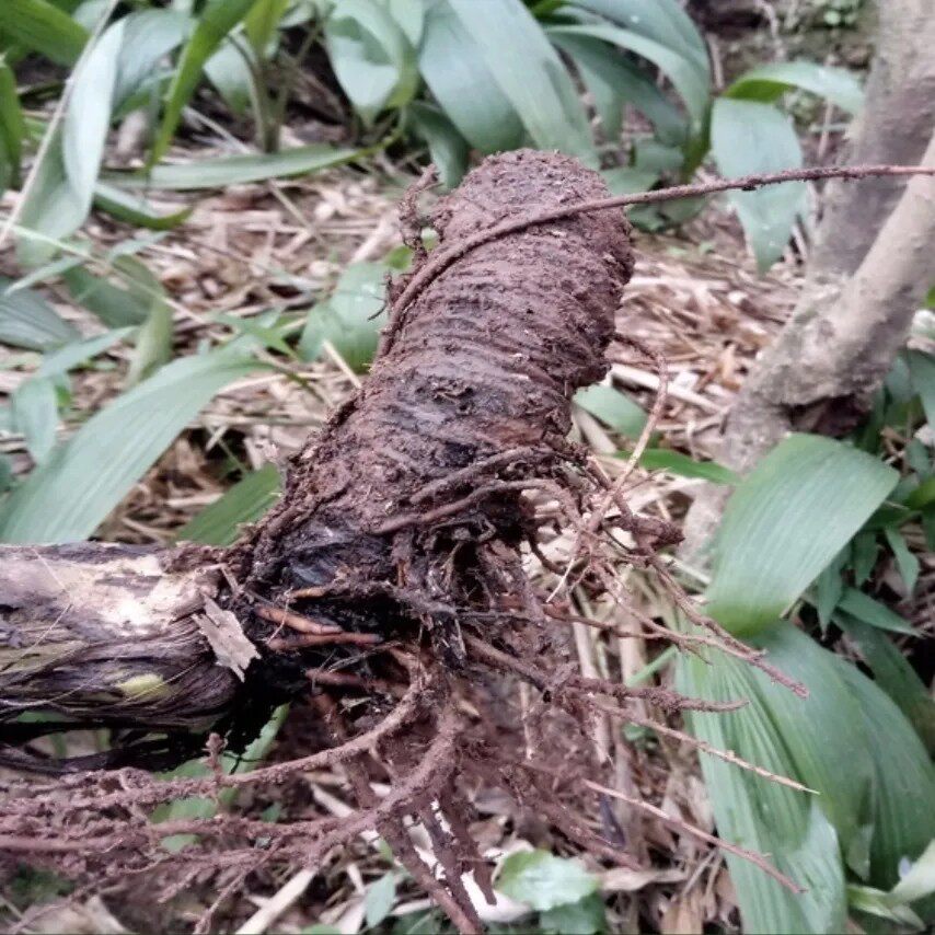 新鲜大叶仙茅根 野棕 猴子包头 竹灵芝 大地棕 纯根500g包邮