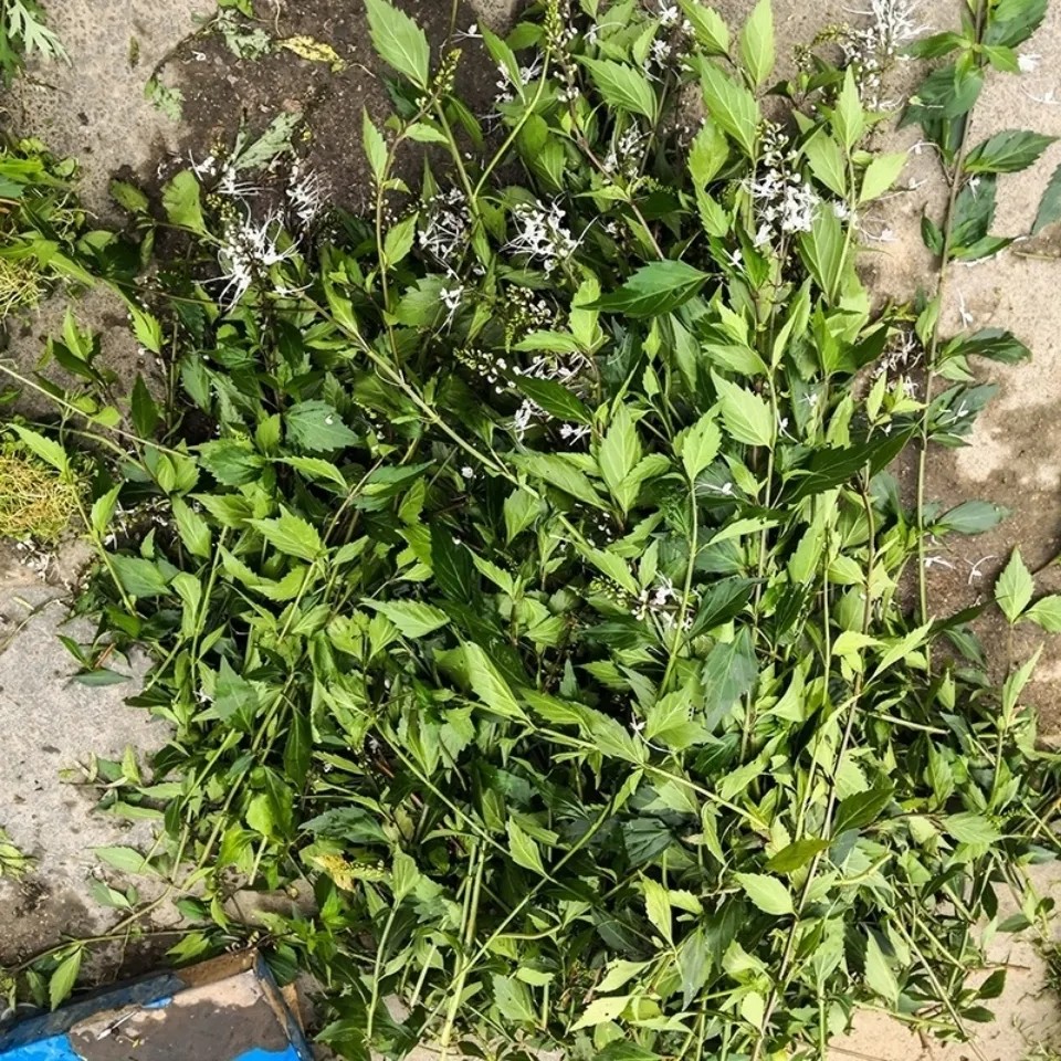 新鲜猫须草 化石肾茶 猫须公草 整株全草带根干货500g包邮