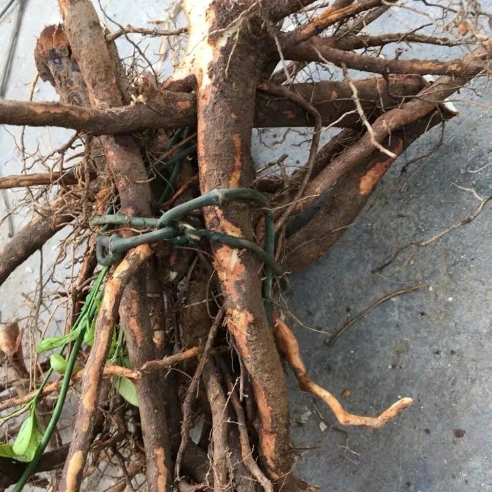 新鲜天然青草山苍子根 木香子木姜子山鸡椒野胡椒根 纯根500g包邮