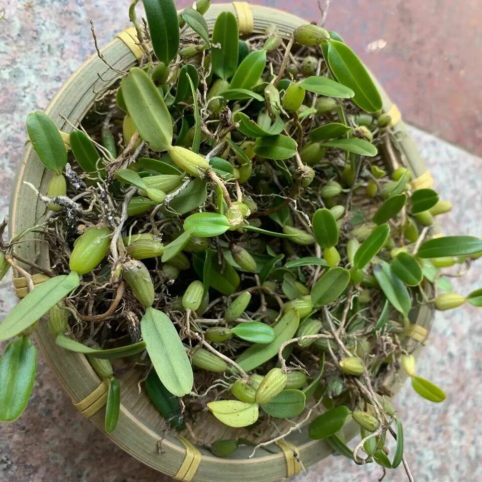 新鲜天然单叶小石橄榄 果上叶 石上莲 石仙桃 石豆兰 500g包邮