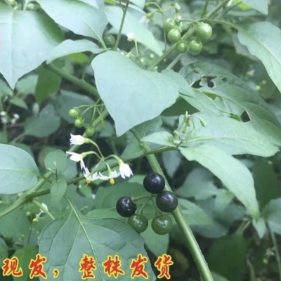 新鲜天然龙葵草乌疔草牛酸浆乌点规白花菜天茄子黑天苦葵带根500g