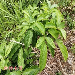 新鲜大青叶 鲜活大青叶 生臭大青 路边青 大青树臭树根 枝叶500g