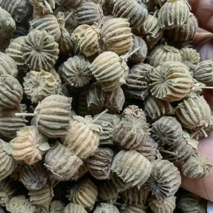 天然磨盘子 磨盘籽 磨盘草果 响耳草果 帽子苘麻子干货250g包邮