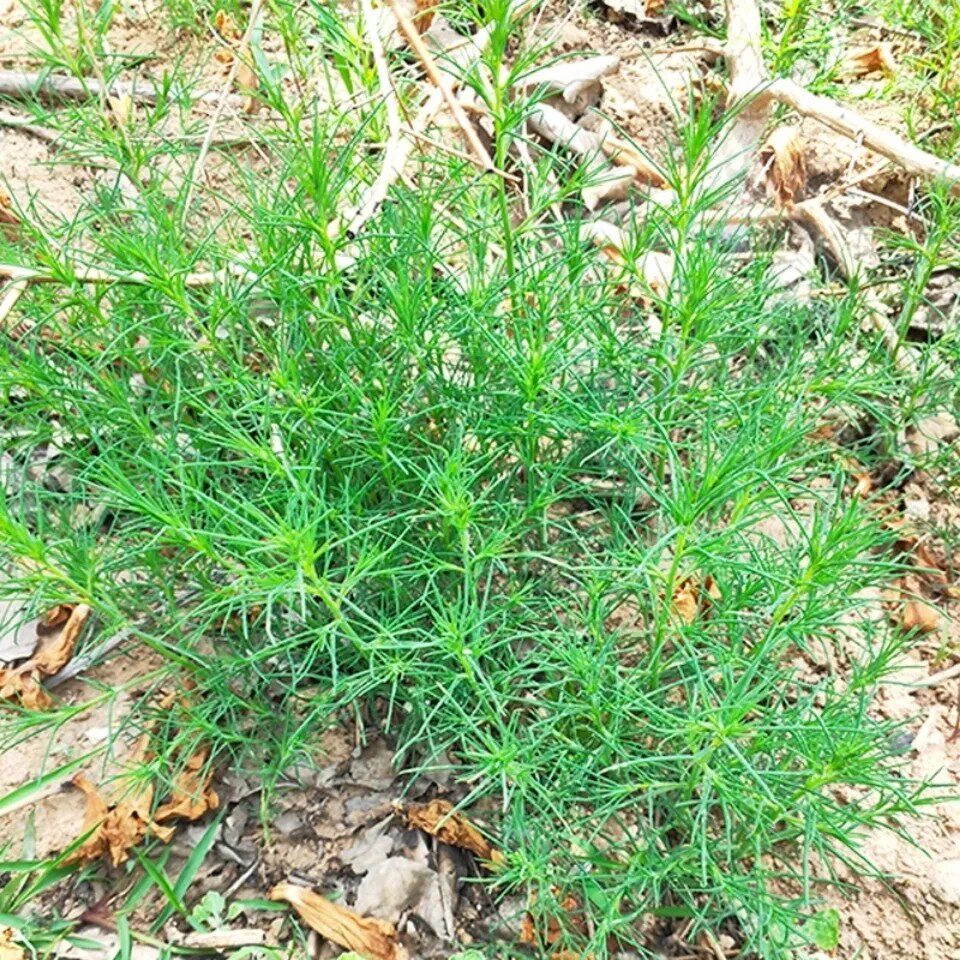 新鲜猪毛菜 扎蓬棵 刺蓬猪毛缨猴子毛蓬子菜三叉明棵500g