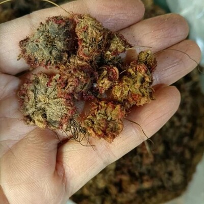 天然锦地罗 怎地罗 文钱红 金线吊芙蓉 落地金钱 钉地金钱花250g
