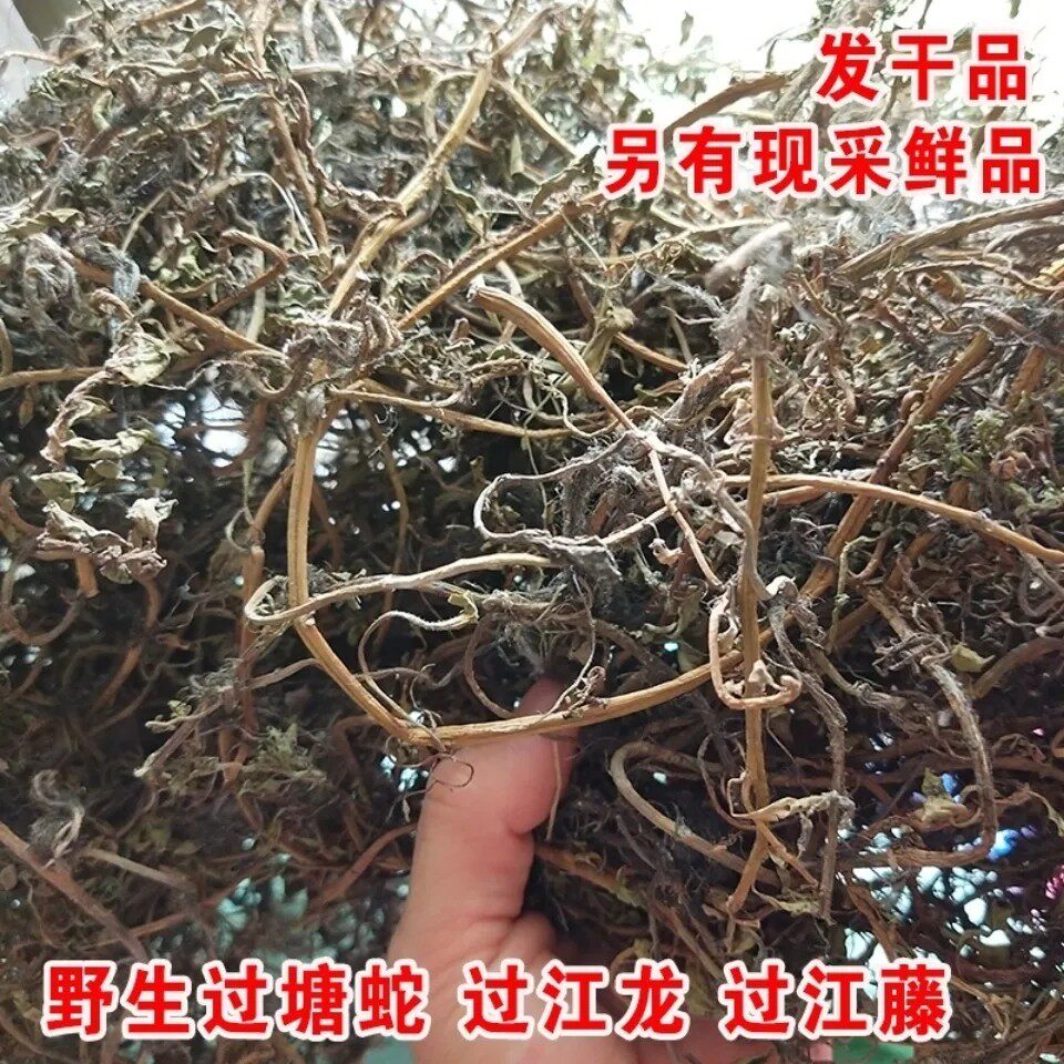 新鲜过塘蛇 过江藤 过江龙 过沟龙 整株全草干货 500g包邮