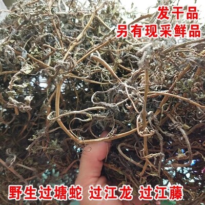 新鲜天然过塘蛇 过江藤 过江龙 过沟龙 整株全草干货 500g包邮