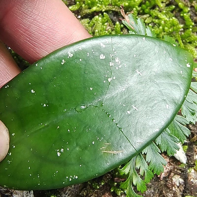 新鲜玉绣球兰叶 铁加杯 金雪球 石壁梅 爬岩板 草鞋板绣球花500g