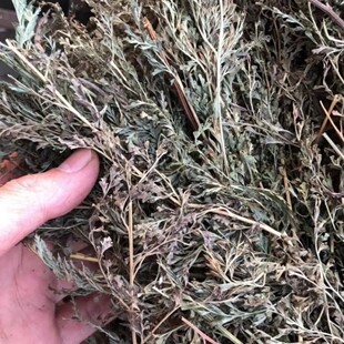 乌蕨金花芼 孔雀尾乌韭 雉鸡尾 小叶野 蜢蚱参石青苇 金花草 500g