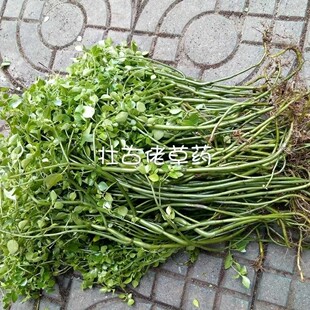 新鲜石油菜 石觅菜 肥猪菜 打不死 石花菜全草 500g包邮