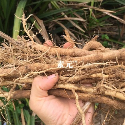 新鲜露兜树根 勒古根 假野山菠萝根罗金堆 假菠萝根 露兜果500g