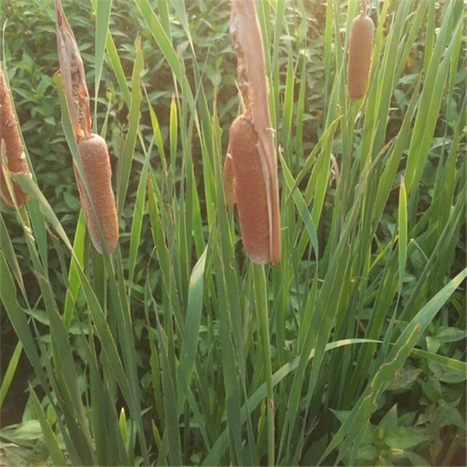 天然水蜡烛苗 蒲草苗 水烛苗 狭叶香蒲苗2棵包邮