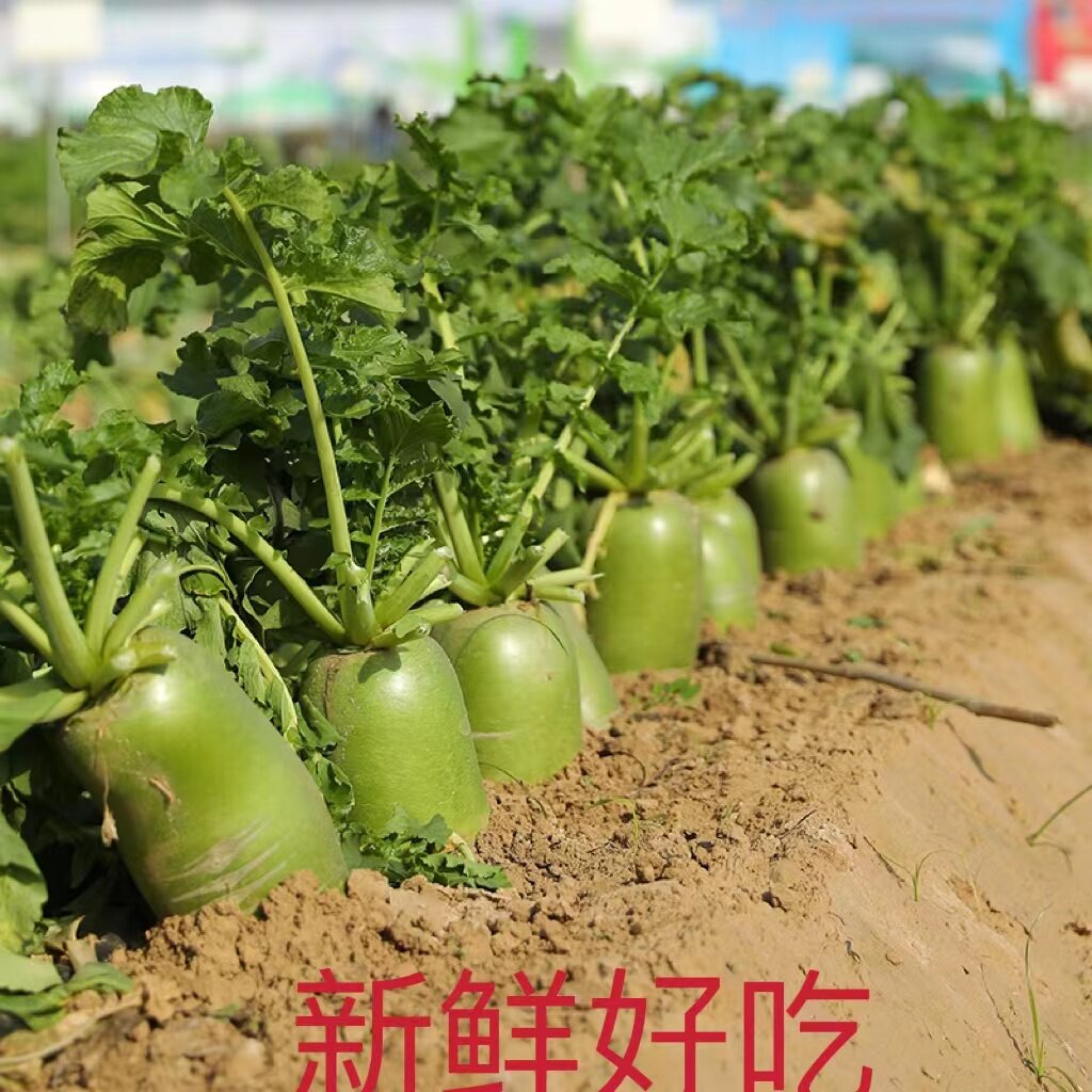 网红爆款农家特色新鲜脆甜青萝卜现挖现卖10斤包邮