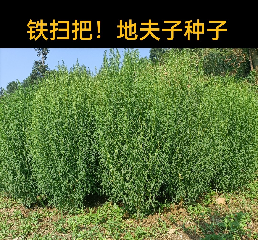 景观观赏绿化铁扫把地夫子籽家用铁扫把籽全国