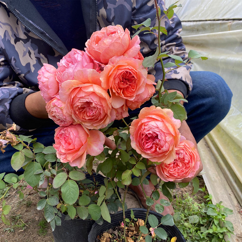 香织装饰 欧月季玫瑰花苗多季开花丰花大花灌木阳台盆栽绿植花卉