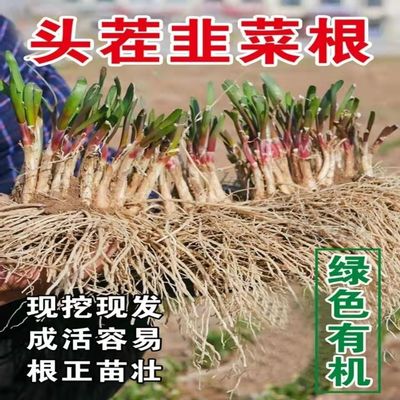 韭菜根苗现挖种籽子四季活韮菜籽紫红根头本地阳台盆栽种菜细叶韭