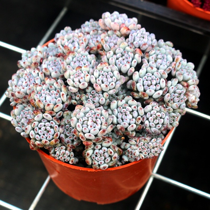 蓝豆小老桩多肉植物室内组合盆栽精品绿植防辐射阳台花卉稀有品种