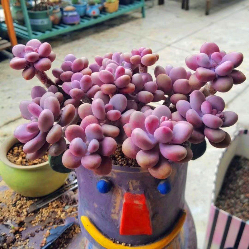巨大桃蛋桃稚卵老桩多肉高端植物花稀有品种粉色盆栽含土种好精品