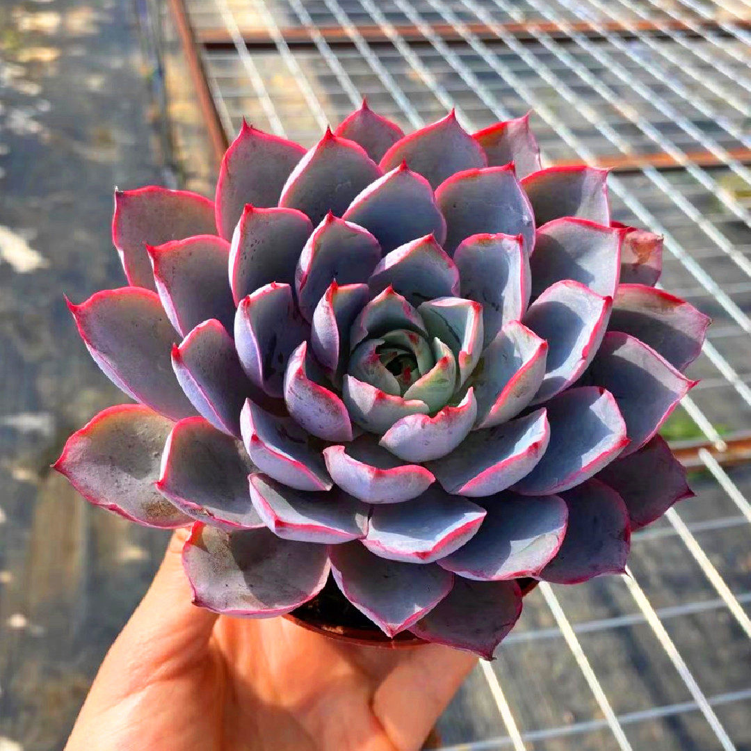 超大赫拉稀有品种多肉植物办公桌美观防辐射盆栽精品绿植老桩花卉