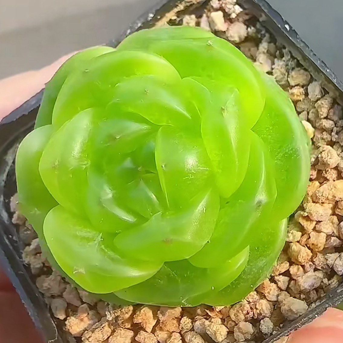 多肉植物高档精品灯泡绿珍妮办公室阳台防辐射盆栽绿植花四季好养