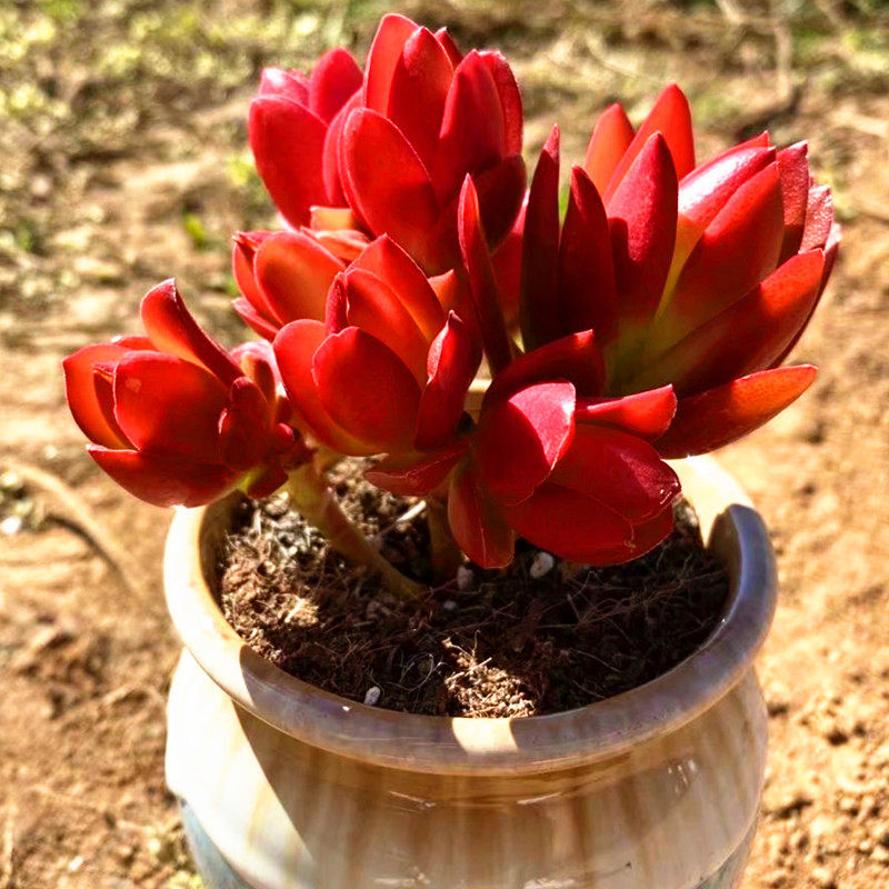 红色苹果火祭小老桩多肉植物稀有品种室内防辐射小盆栽绿植花卉