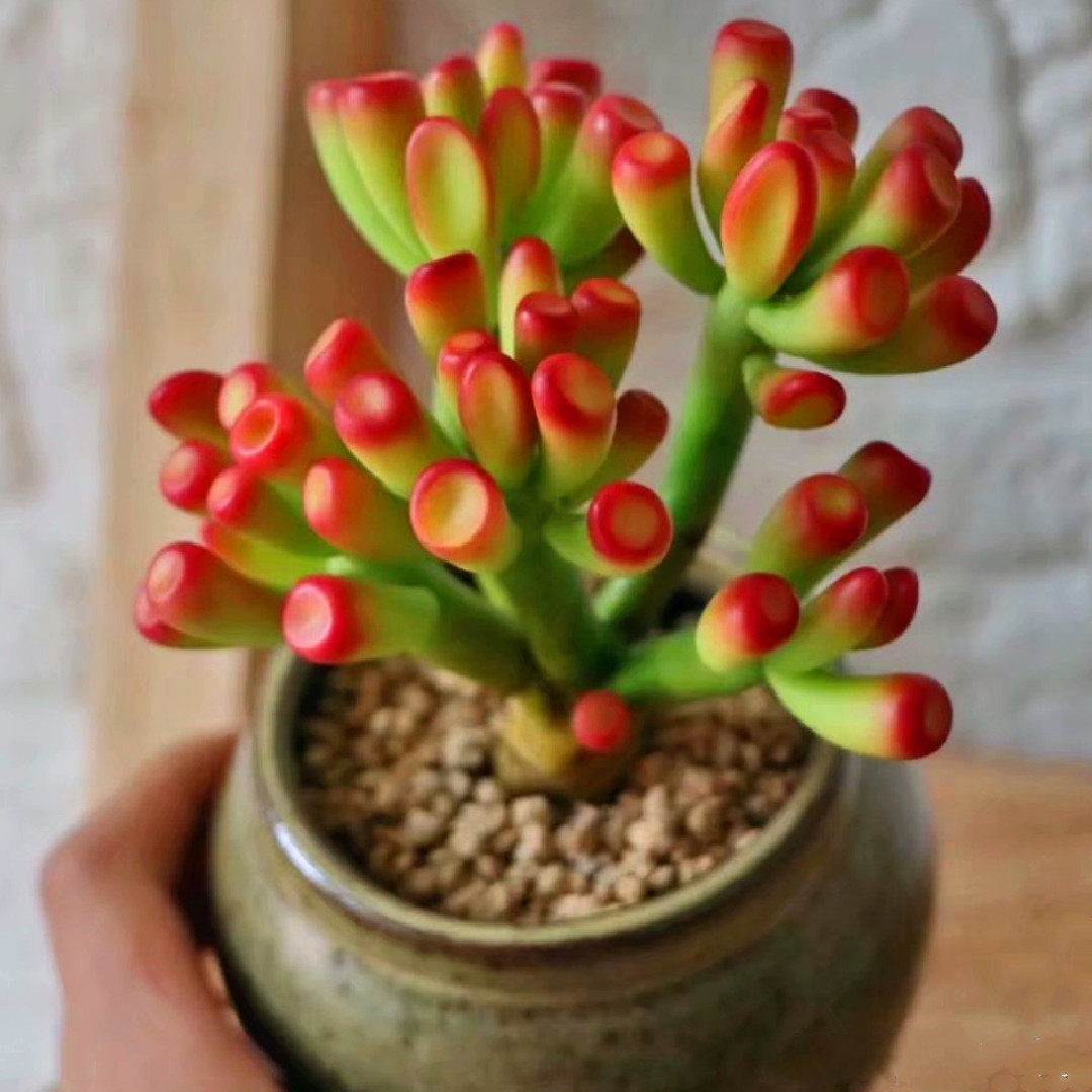 筒叶花月吸财树老桩多肉植物稀有品种室内阳台绿植防辐射花卉盆栽