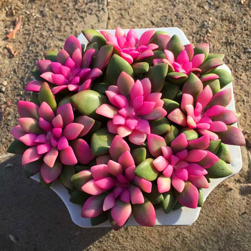 粉色吹雪之松锦卡日松精品稀有品种多肉花室内带盆栽好防辐射绿植