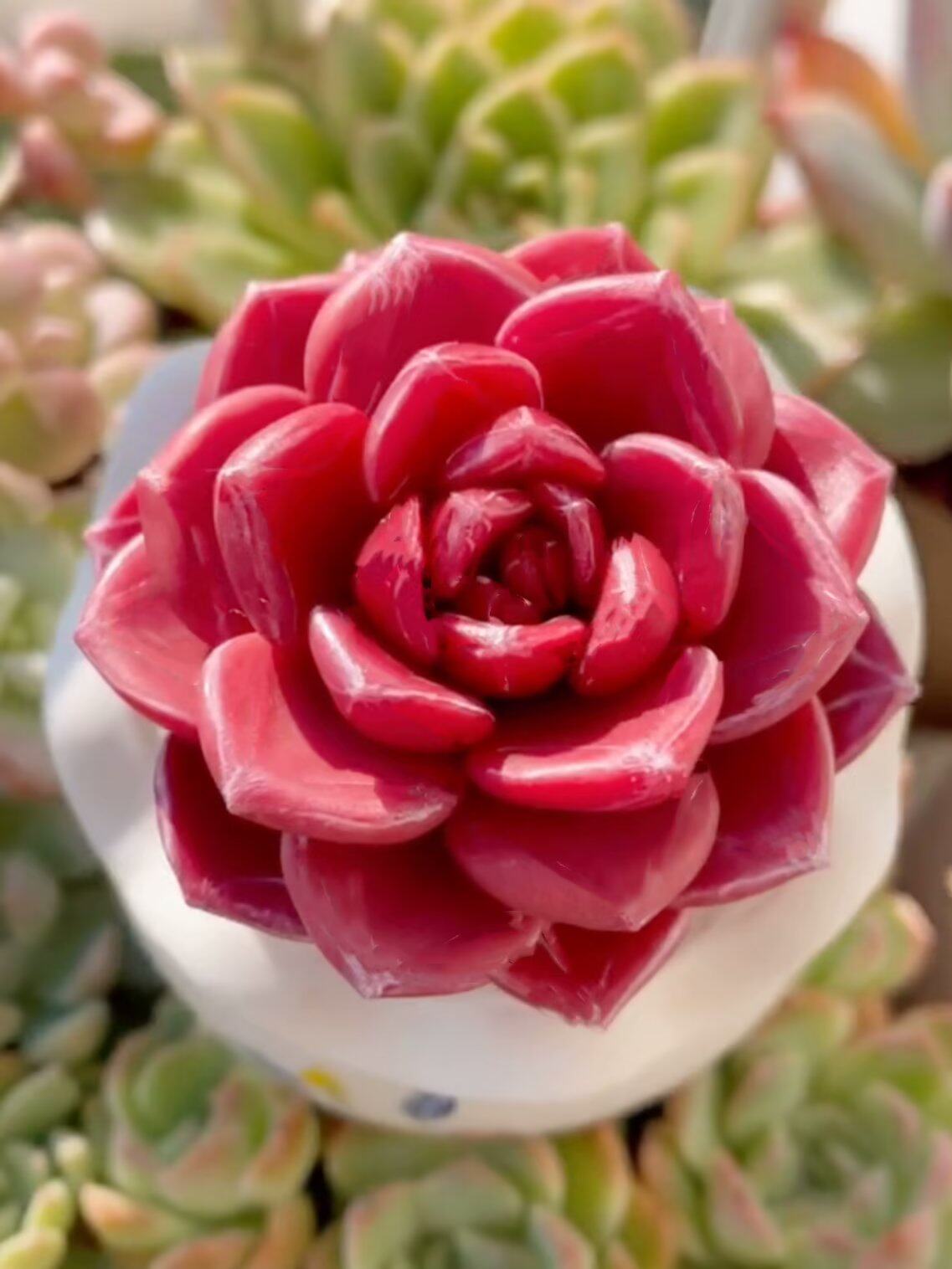 高档新品火烈鸟多肉植物室内阳台美观精品盆栽绿植防辐射盆栽含盆