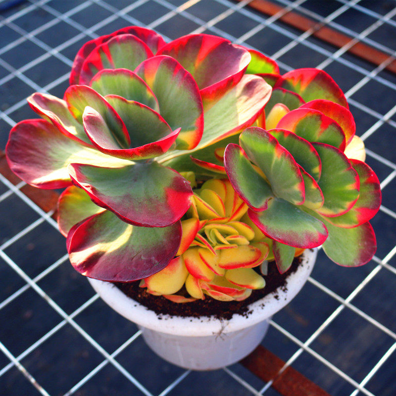 云南多肉植物稀有品大株唐印锦老桩庭院阳台净化空气盆栽非常美观