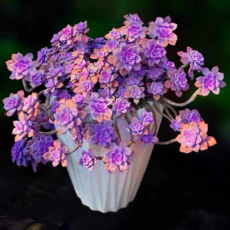 超大紫乐老桩多肉植物云南花卉非常美观庭院阳台净化空气盆栽绿植