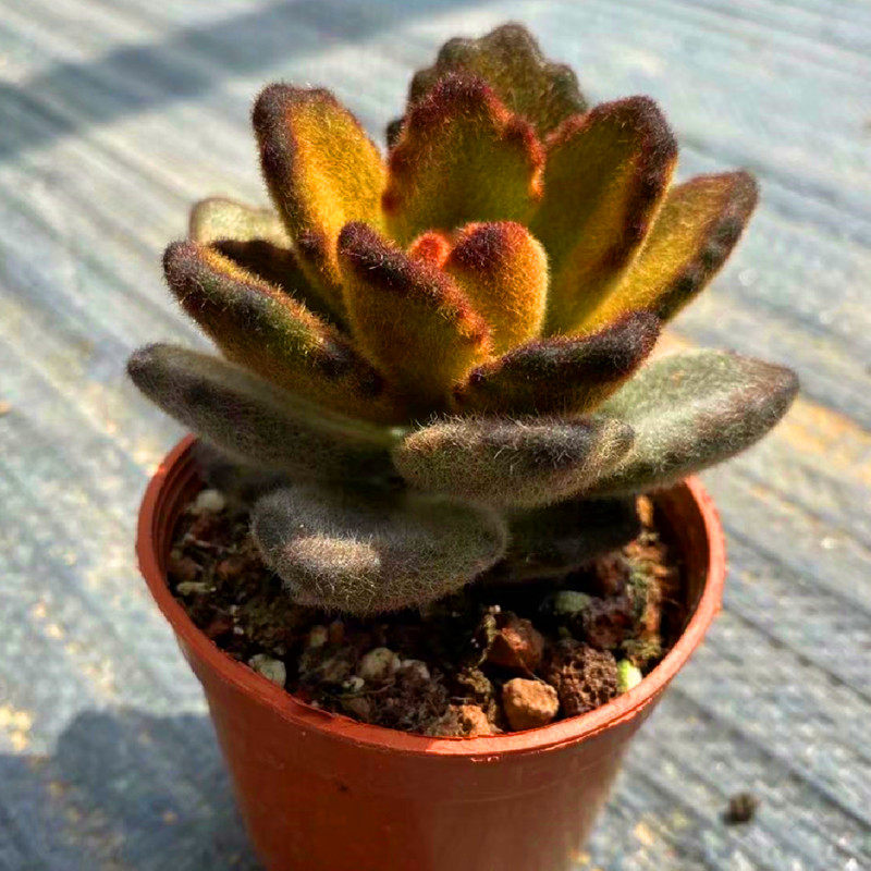 泰迪熊兔耳多肉植物稀有品种萌肉肉含盆栽好绿植花办公桌美观盆景