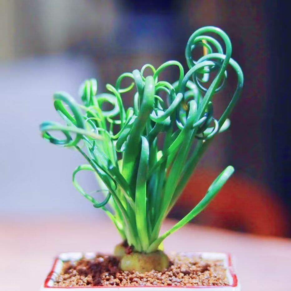 弹簧草球根多肉植物室内阳台绿植防辐射精品花卉稀有贵货品种盆栽