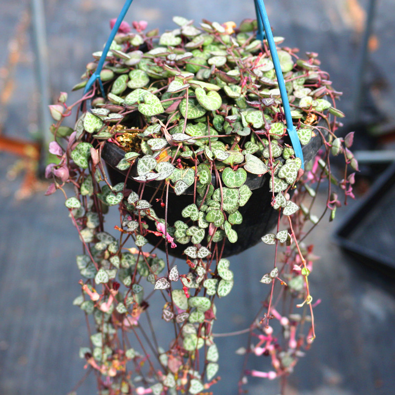 爱之蔓多肉植物吊兰花稀有品种