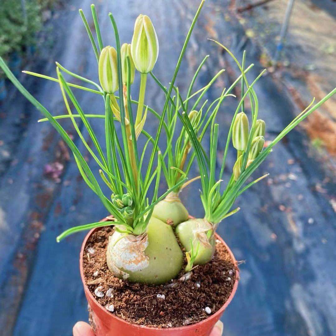 香水兰仓角殿开花带香味多肉植物稀有罕见盆栽室内阳台防辐射绿植