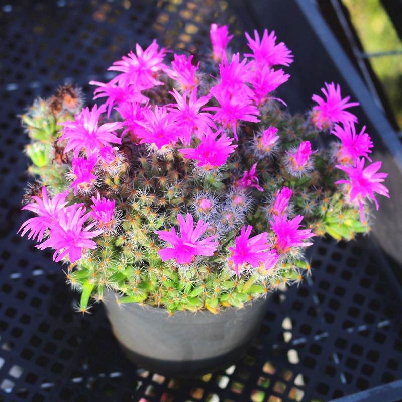 满天星办公室好养防辐射盆栽多肉