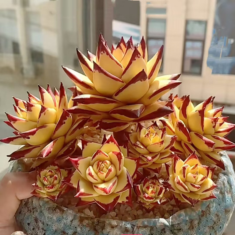 阳台好养防辐射多肉植物美观盆栽