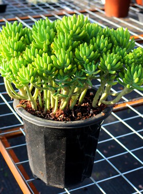 绿植超大颗韩国景观稀有品种多肉