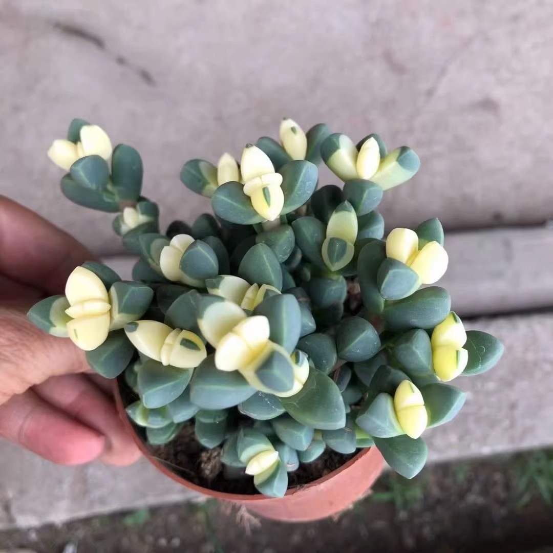 鹿角海棠锦多肉植物云南直发精品室内阳台防辐射盆栽绿植花卉种好
