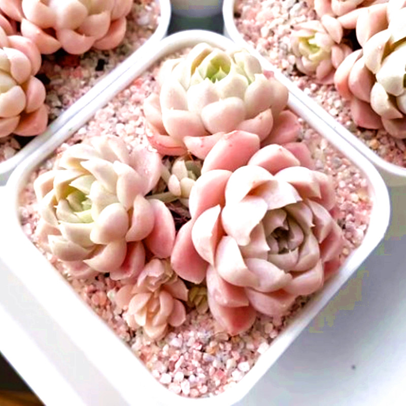 阿尔巴白月影稀有品种多肉植物