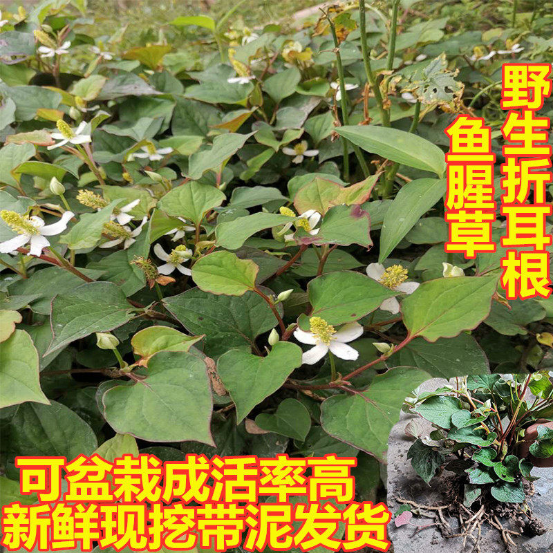 重庆农家鱼腥草种苗新鲜折耳根种20根可盆栽可食用天然绿色植物